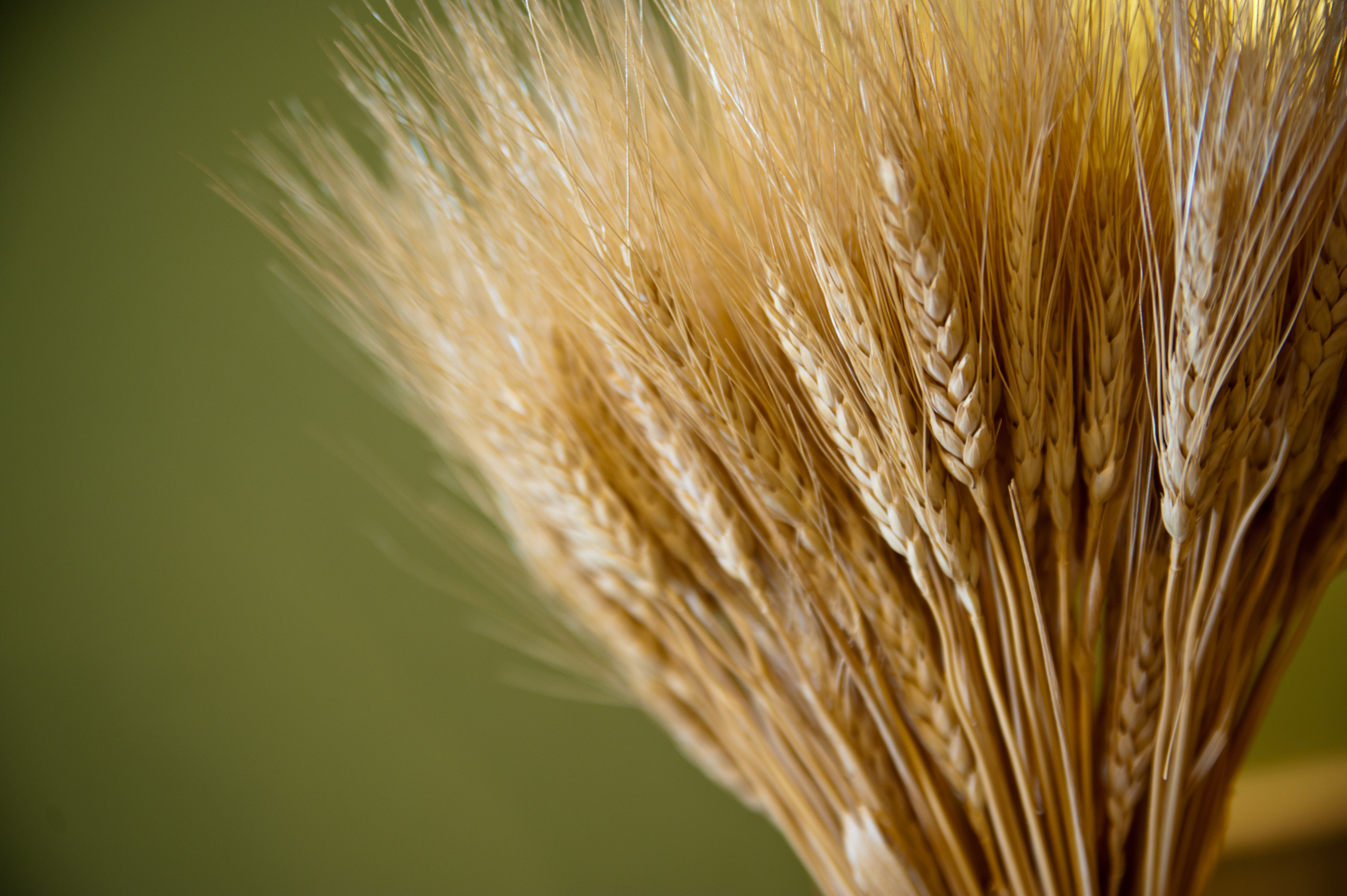 Пучок пшеницы